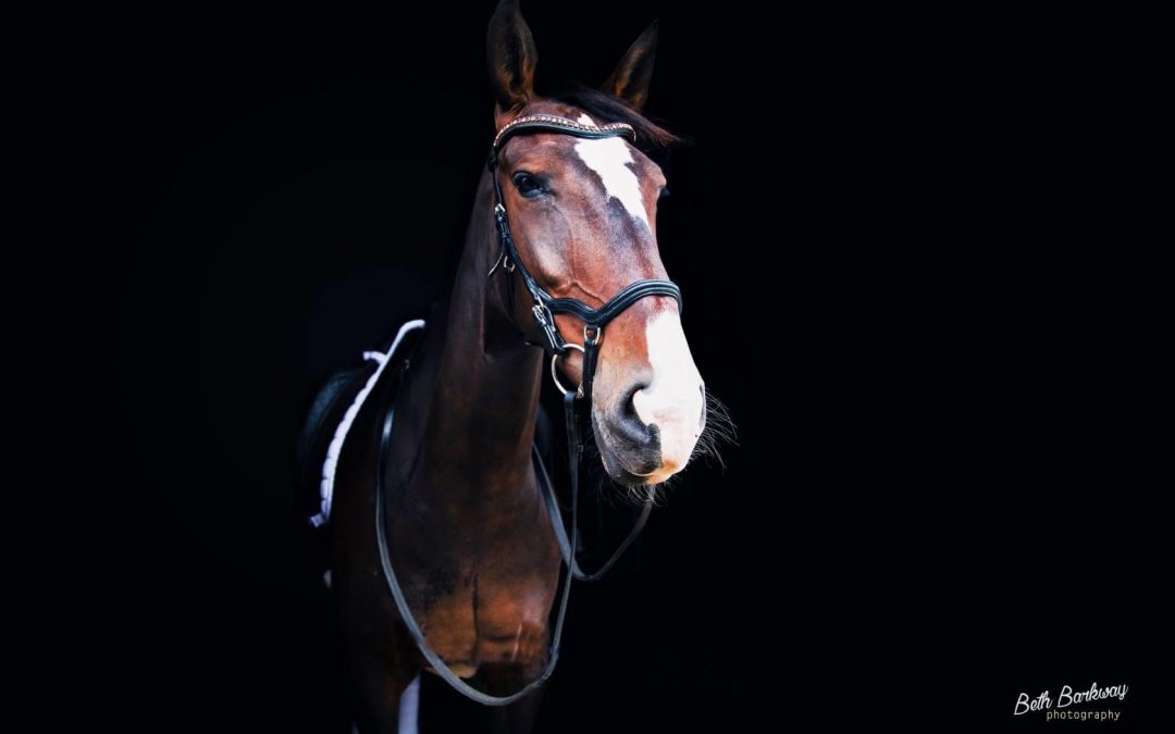 Ambassador Bert and her ride Fairuza overcome the mare’s mystery illness, and thrive in Herning