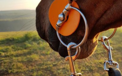 The dressage-legal, Bombers DC Dressage Swivel; is this the horse industry’s ultimate bit?